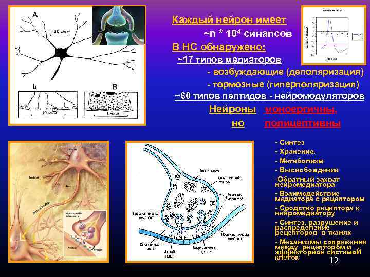 Каждый нейрон имеет ~n * 104 синапсов В НС обнаружено: ~17 типов медиаторов -