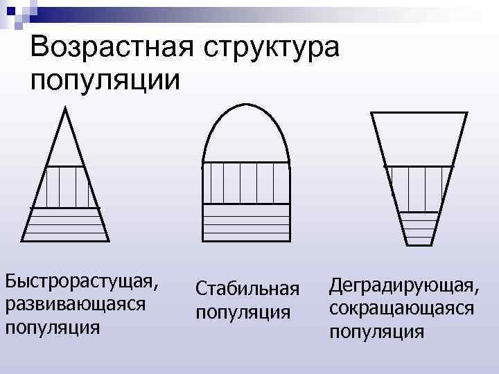 Возрастная структура популяции Быстрорастущая, развивающаяся популяция Стабильная популяция Деградирующая, сокращающаяся популяция 