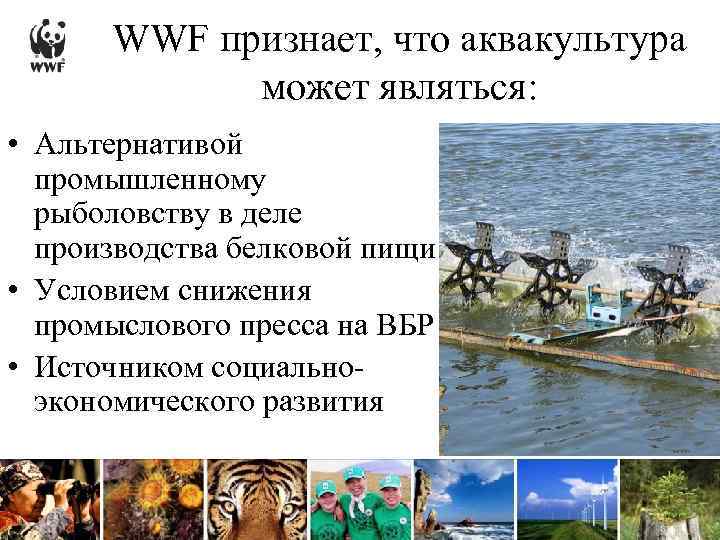 WWF признает, что аквакультура может являться: • Альтернативой промышленному рыболовству в деле производства белковой