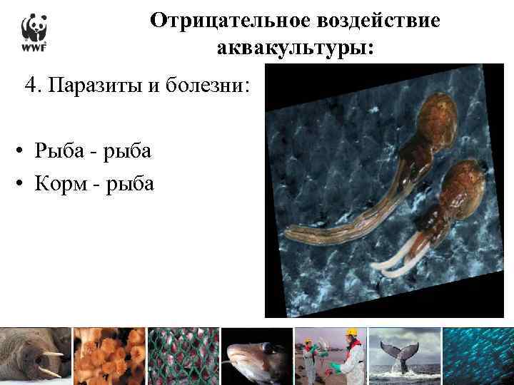 Отрицательное воздействие аквакультуры: 4. Паразиты и болезни: • Рыба - рыба • Корм -