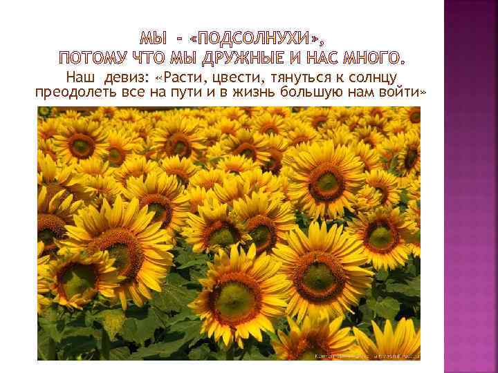 Наш девиз: «Расти, цвести, тянуться к солнцу преодолеть все на пути и в жизнь