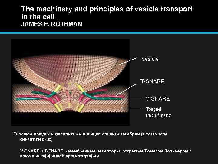 The machinery and principles of vesicle transport in the cell JAMES E. ROTHMAN vesicle