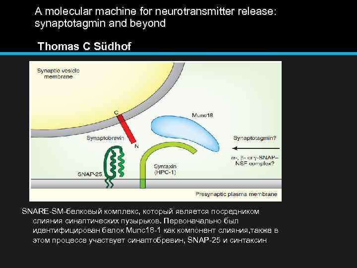 A molecular machine for neurotransmitter release: synaptotagmin and beyond Thomas C Südhof SNARE-SM-белковый комплекс,