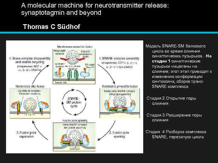 A molecular machine for neurotransmitter release: synaptotagmin and beyond Thomas C Südhof Модель SNARE-SM