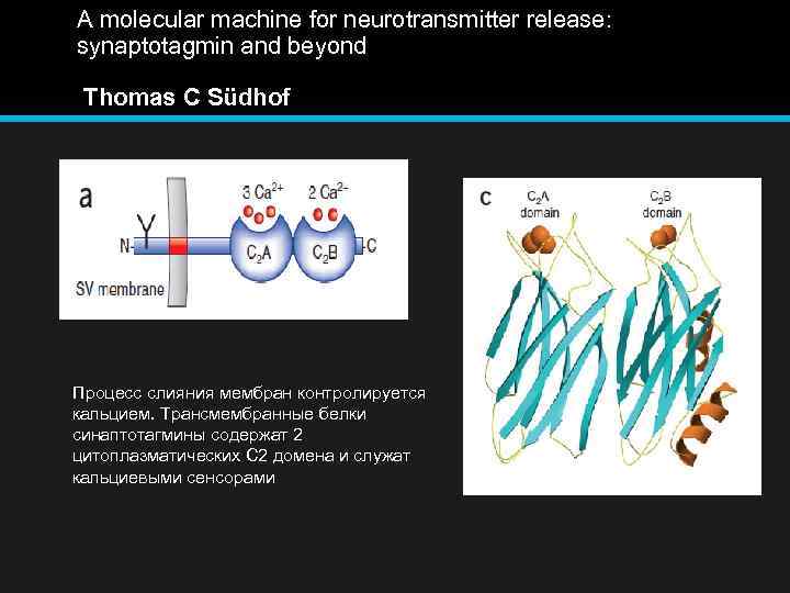 A molecular machine for neurotransmitter release: synaptotagmin and beyond Thomas C Südhof Процесс слияния