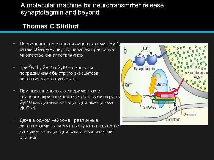 A molecular machine for neurotransmitter release: synaptotagmin and beyond Thomas C Südhof • Первоначально