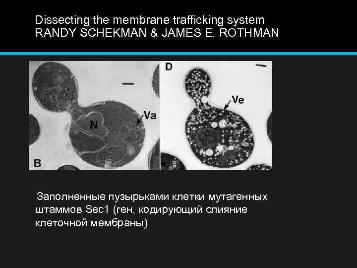 Dissecting the membrane trafficking system RANDY SCHEKMAN & JAMES E. ROTHMAN Заполненные пузырьками клетки