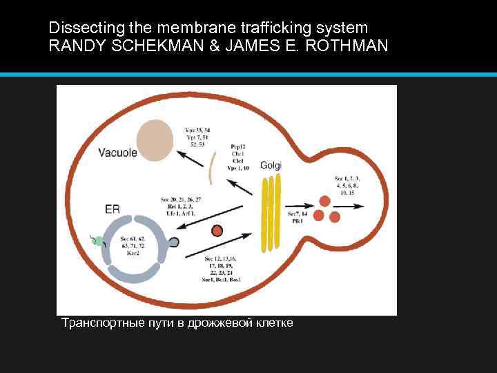 Dissecting the membrane trafficking system RANDY SCHEKMAN & JAMES E. ROTHMAN Транспортные пути в