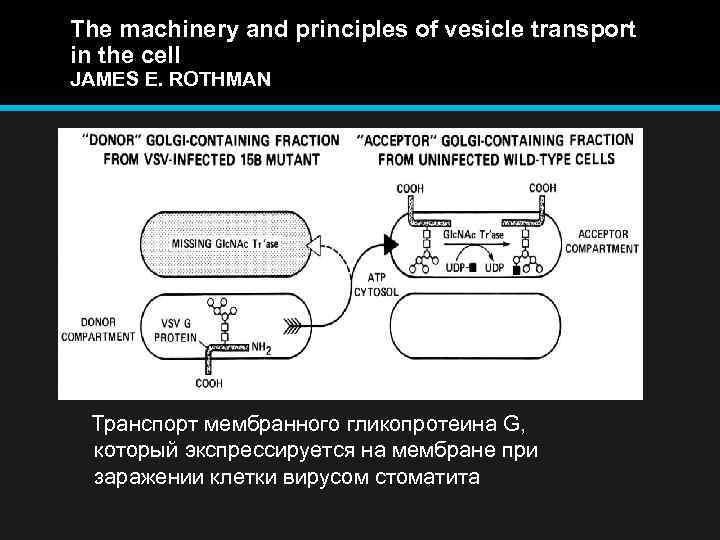 The machinery and principles of vesicle transport in the cell JAMES E. ROTHMAN Транспорт