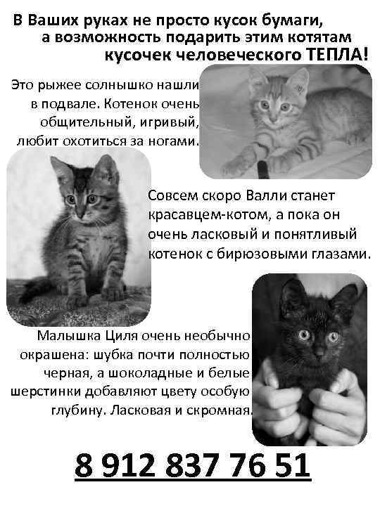 В Ваших руках не просто кусок бумаги, а возможность подарить этим котятам кусочек человеческого