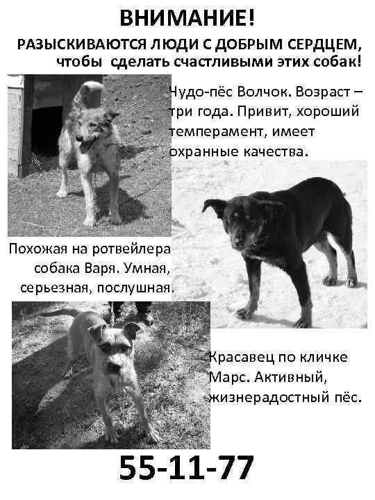 ВНИМАНИЕ! РАЗЫСКИВАЮТСЯ ЛЮДИ С ДОБРЫМ СЕРДЦЕМ, чтобы сделать счастливыми этих собак! Чудо-пёс Волчок. Возраст