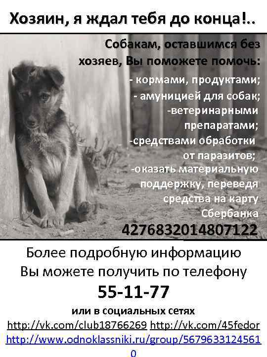 Хозяин, я ждал тебя до конца!. . Собакам, оставшимся без хозяев, Вы поможете помочь: