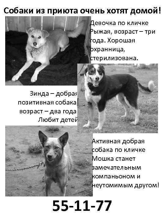 Собаки из приюта очень хотят домой! Девочка по кличке Рыжая, возраст – три года.