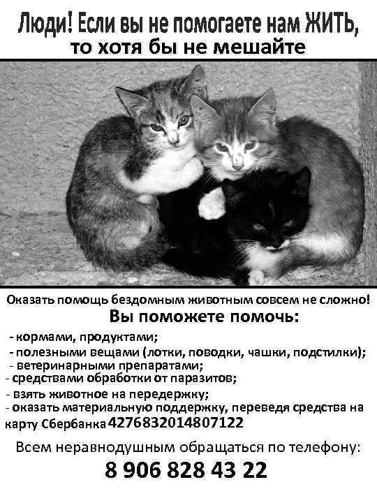то хотя бы не мешайте ВЫЖИВАТЬ! Оказать помощь бездомным животным совсем не сложно! Вы