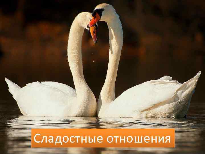 Сладостные отношения 