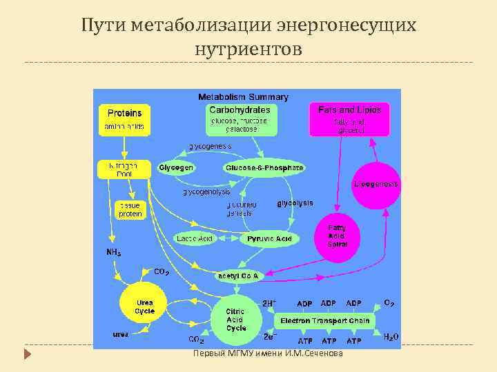 Пути метаболизации энергонесущих нутриентов Первый МГМУ имени И. М. Сеченова 