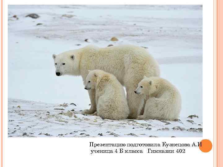 Презентацию подготовила Кузнецова А. И ученица 4 Б класса Гимназии 402 
