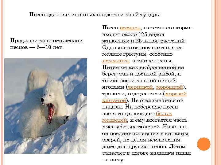 Песец один из типичных представителей тундры Продолжительность жизни песцов — 6— 10 лет. Песец