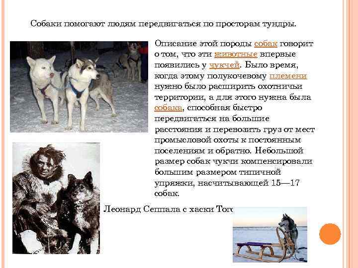 Собаки помогают людям передвигаться по просторам тундры. Описание этой породы собак говорит о том,