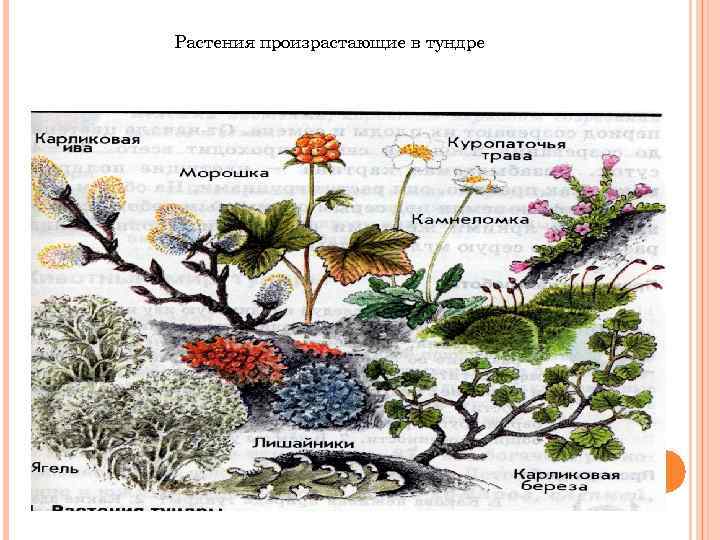 Растения произрастающие в тундре 