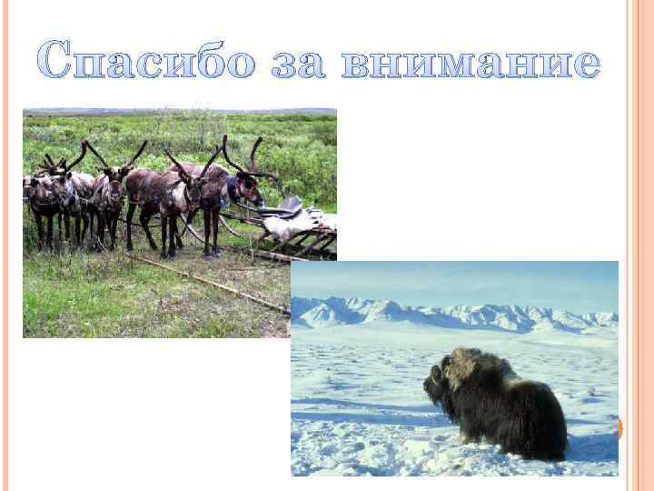 Спасибо за внимание 