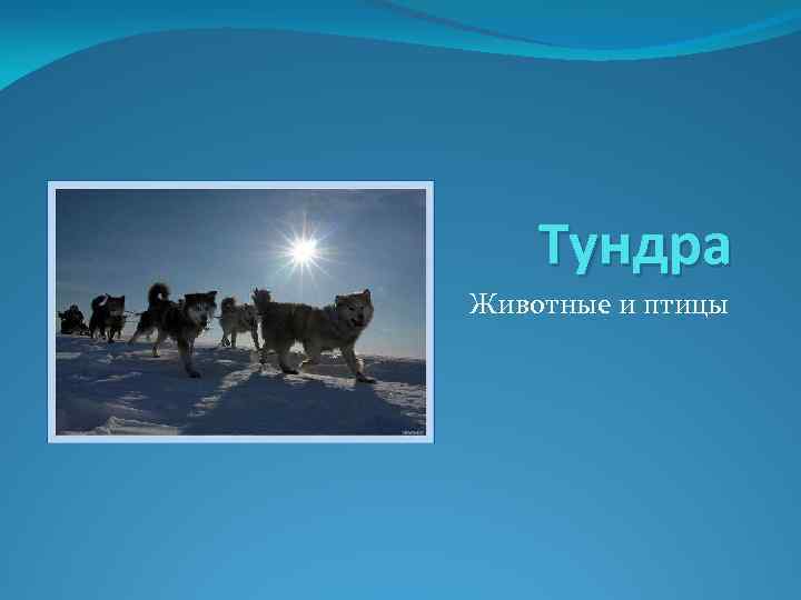 Тундра Животные и птицы 