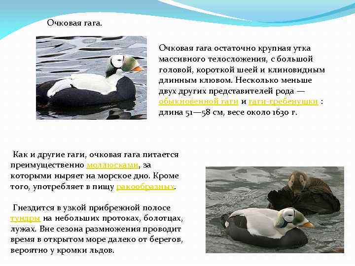 Очковая гага остаточно крупная утка массивного телосложения, с большой головой, короткой шеей и клиновидным