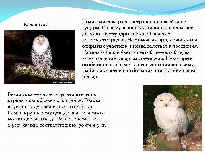 Белая сова. Полярная сова распространена по всей зоне тундры. На зиму в поисках пищи