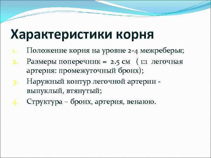 Характеристики корня 1. 2. 3. 4. Положение корня на уровне 2 -4 межреберья; Размеры