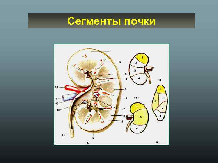 Сегменты почки схема