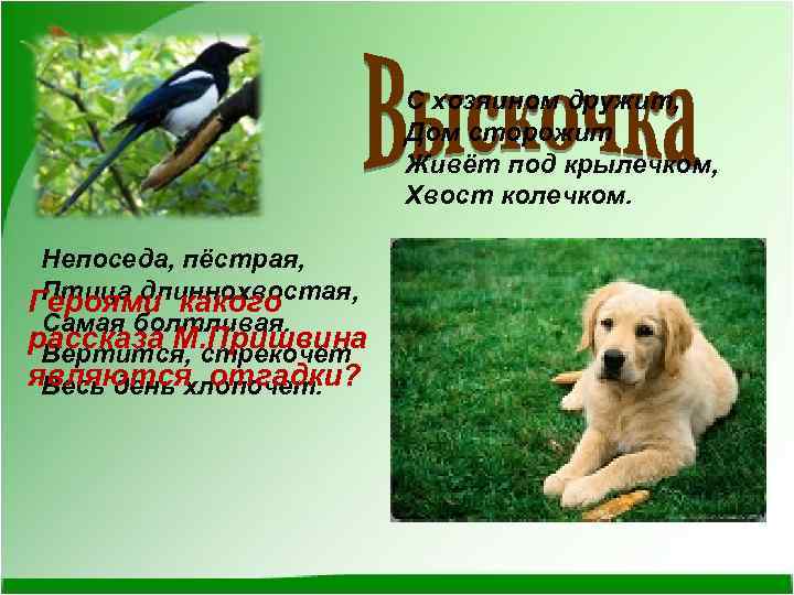 С хозяином дружит, Дом сторожит Живёт под крылечком, Хвост колечком. Непоседа, пёстрая, Птица длиннохвостая,