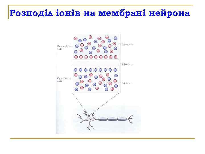 Розподіл іонів на мембрані нейрона 