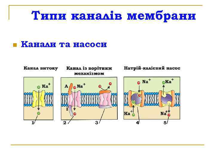 Типи каналів мембрани n Канали та насоси 