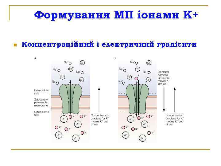 Формування МП іонами К+ n Концентраційний і електричний градієнти 