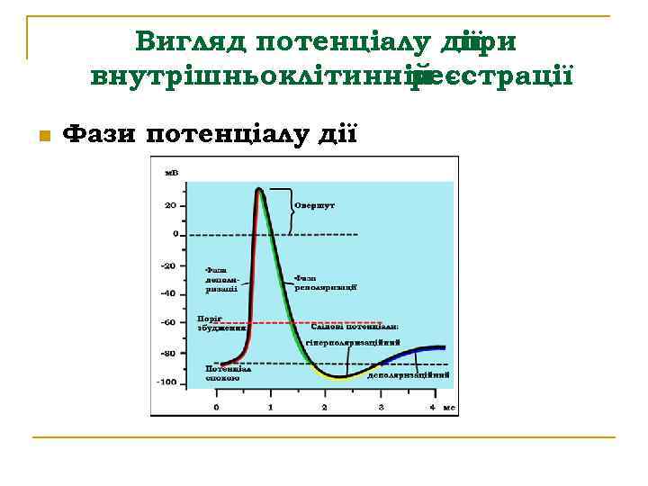 Вигляд потенціалу дії при внутрішньоклітинній реєстрації n Фази потенціалу дії 