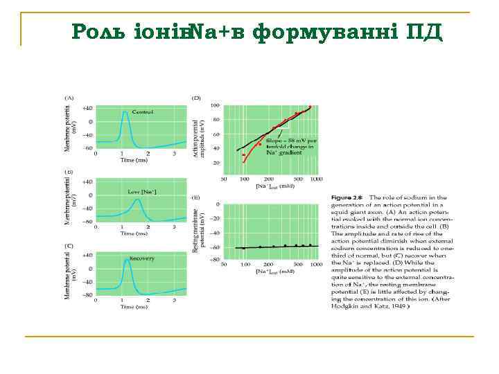 Роль іонів Na+в формуванні ПД 
