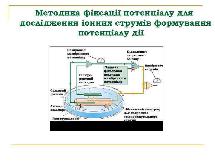 Методика фіксації потенціалу для дослідження іонних струмів формування потенціалу дії 