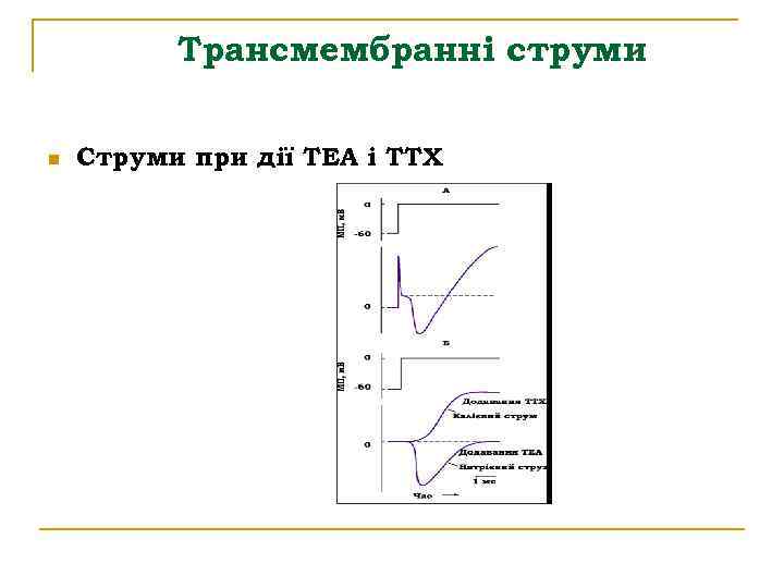 Трансмембранні струми n Струми при дії ТЕА і ТТХ 
