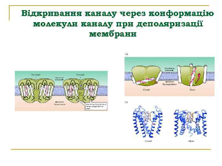 Відкривання каналу через конформацію молекули каналу при деполяризації мембрани 