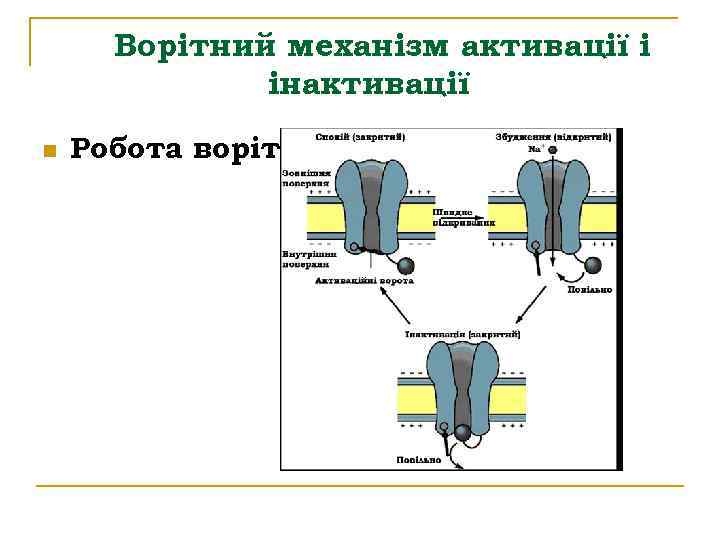 Ворітний механізм активації і інактивації n Робота воріт 