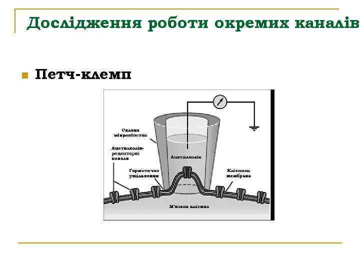 Дослідження роботи окремих каналів n Петч-клемп 