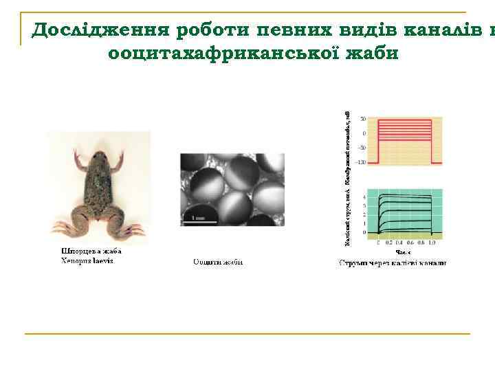 Дослідження роботи певних видів каналів в ооцитахафриканської жаби 