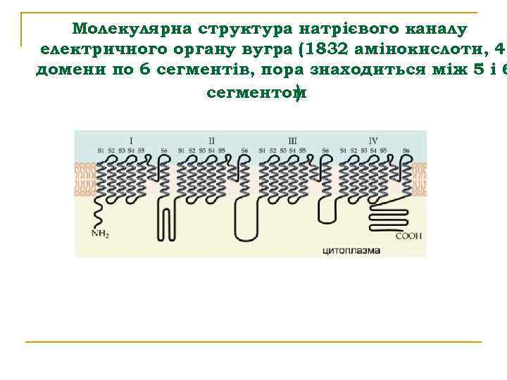 Молекулярна структура натрієвого каналу електричного органу вугра (1832 амінокислоти, 4 домени по 6 сегментів,
