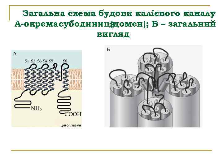 Загальна схема будови калієвого каналу А-окремасубодиниця (домен); Б – загальний вигляд 