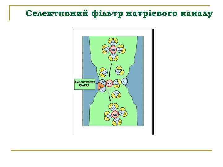 Селективний фільтр натрієвого каналу 