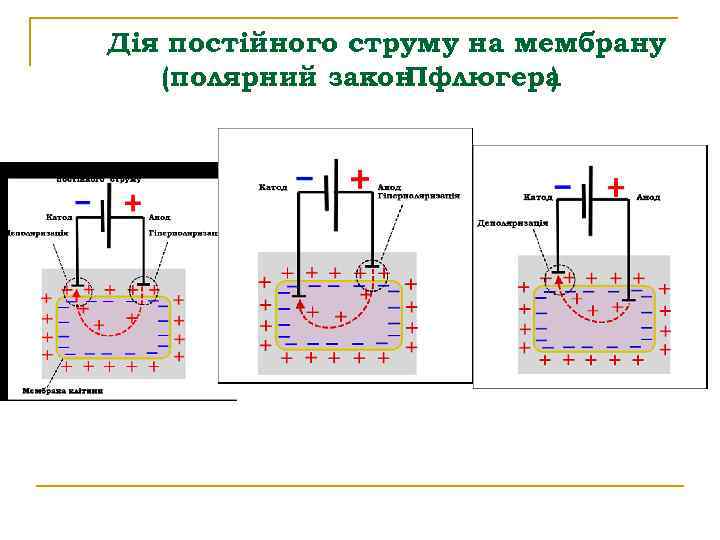 Дія постійного струму на мембрану (полярний закон Пфлюгера ) 