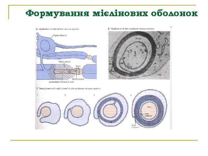 Формування мієлінових оболонок 