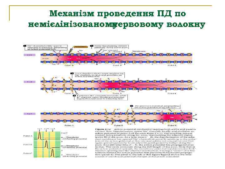 Механізм проведення ПД по немієлінізованому нервовому волокну 