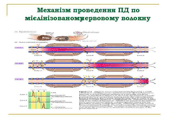 Механізм проведення ПД по мієлінізованому нервовому волокну 