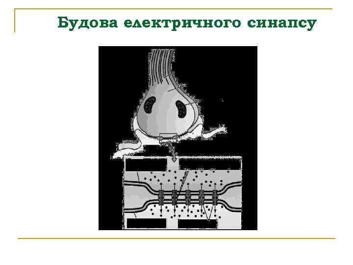 Будова електричного синапсу 